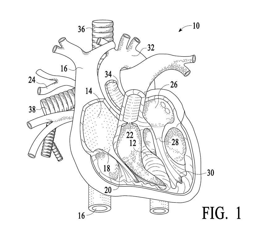 A professional utility patent drawing demonstrating a human heart for USPTO submission.